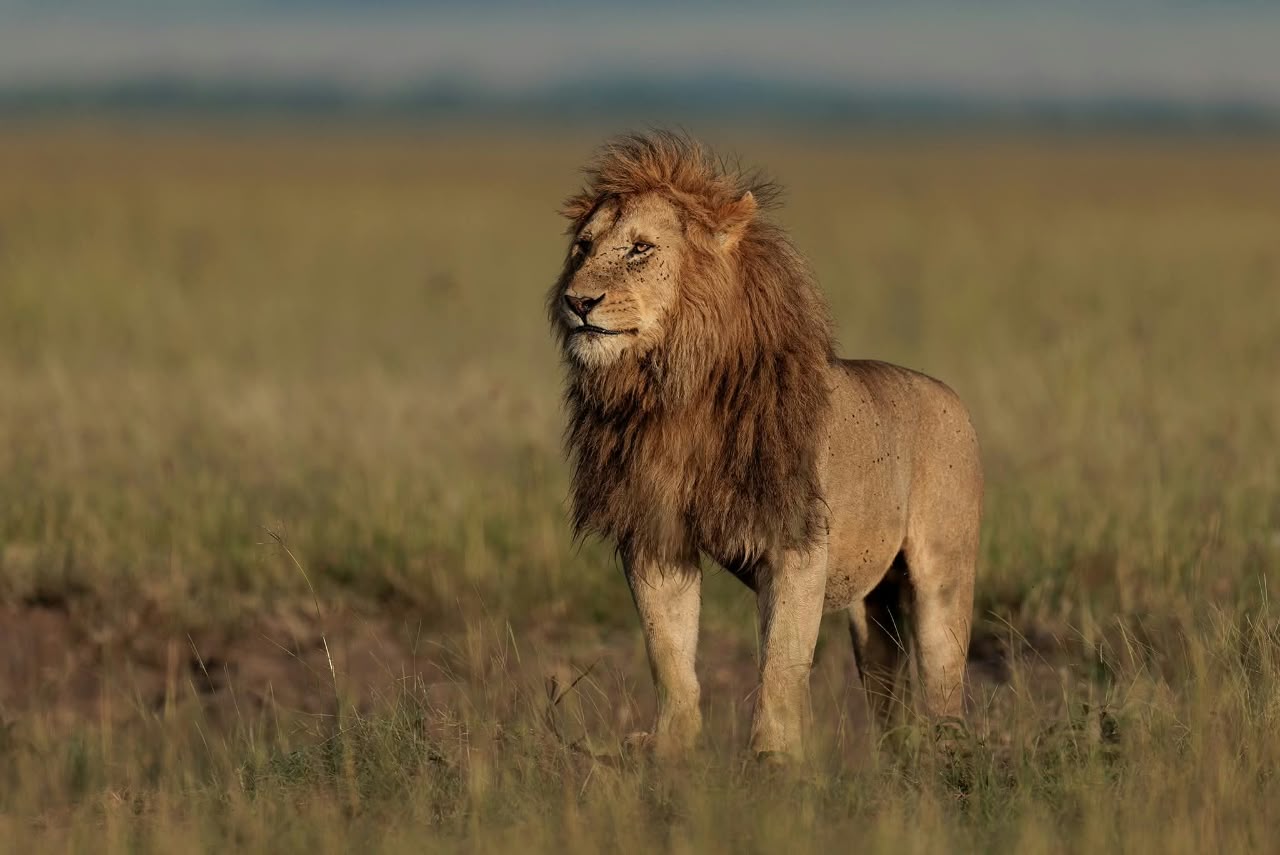 Maasai Mara 2 GG